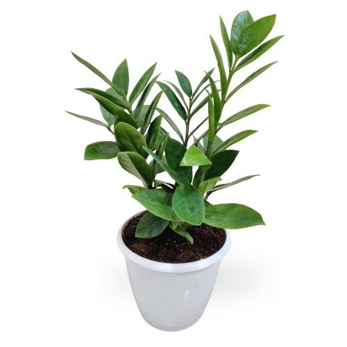 ZZ Plant (Zamioculcas zamiifolia) | Premium Indoor Foliage Plant - Image 2