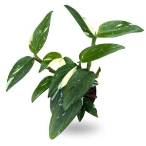 Monstera Standleyana Albo Variegata