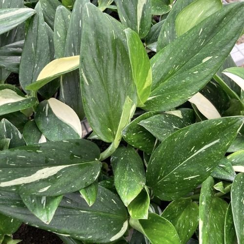 Monstera Standleyana Albo Variegata - Image 3