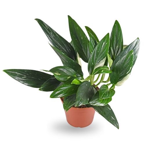 Monstera Standleyana Albo Variegata - Image 2