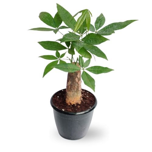 Pachira Money Plant (Money Tree) – Symbol of Prosperity & Good Luck - Image 2