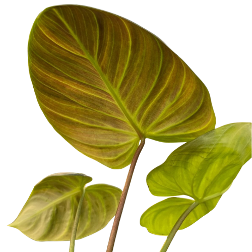 Philodendron Luxurians × Choco – Rare Hybrid Plant - Image 2