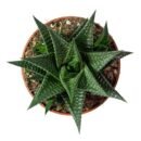 Haworthia ‘Fairy Washboard’