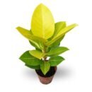 Rubber Plant “Golden” (Ficus Elastica)