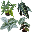 Exotic Alocasia Combo of 4 – Silver Dragon, Jacklyn, Sanderiana & Pink Dragon