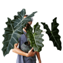 Alocasia Sanderiana – Kris Plant