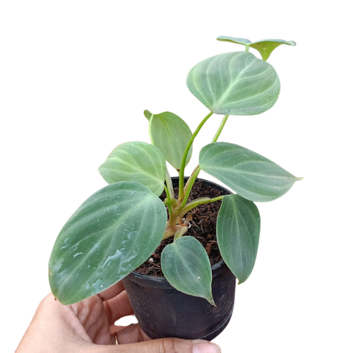 Philodendron Luxurians × Choco – Rare Hybrid Plant - Image 4