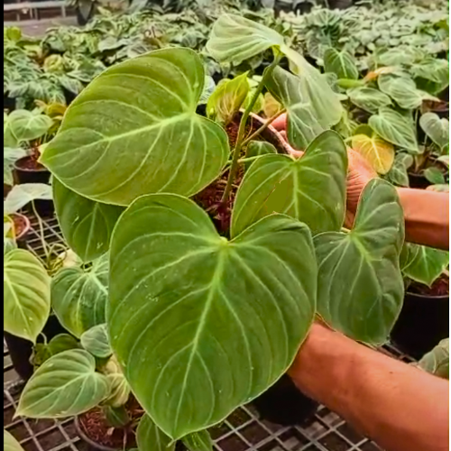 Philodendron Luxurians × Choco – Rare Hybrid Plant - Image 3