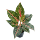 Aglaonema Legacy Green