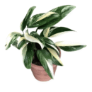 Monstera Standleyana Albo Variegata