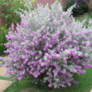 Texas Sage Plant – Leucophyllum Frutescens (Nikodia)