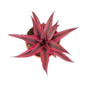 Cryptanthus Bivittatus Ruby Plant