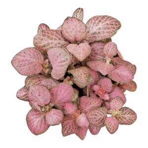 Fittonia albivenis 'Dark Pink' – Vibrant Pink Nerve Plant