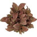 Fittonia albivenis 'Krinkle Red' Plant