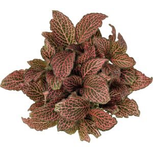 Fittonia albivenis 'Krinkle Red' Plant