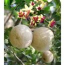 Bel fruit  (Bilva Patra) Plant