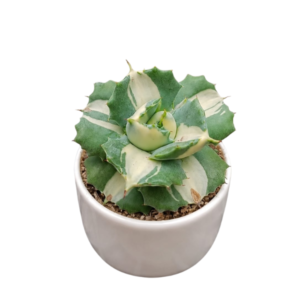 Agave Potatorum Verigated