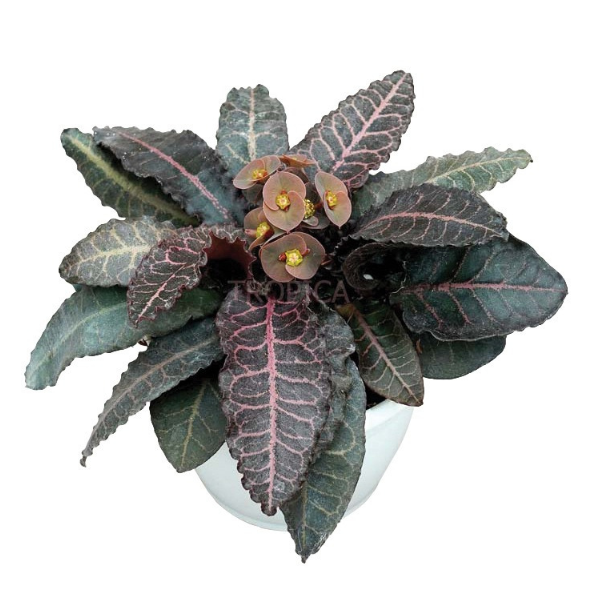 Euphorbia francoisii 'Brown Knight' Plant