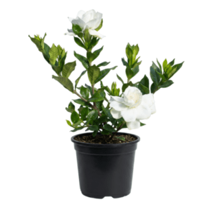 Gardenia (Ananta) | Fragrant White Flower Plant