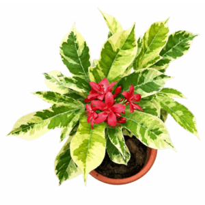 Jatropha Flowering Plant – Evergreen Ornamental Flowering Shrub