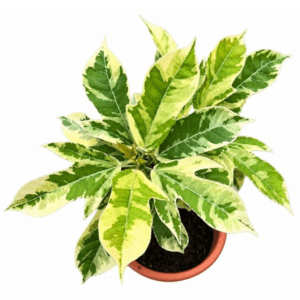 Jatropha Flowering Plant – Evergreen Ornamental Flowering Shrub