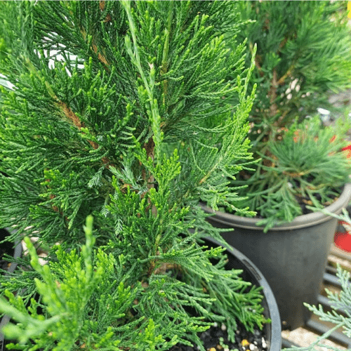 Pencil Pine Plant | Evergreen Outdoor Plant - Image 2
