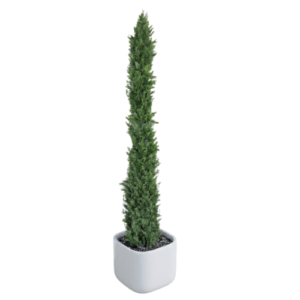 Pencil Pine Plant | Evergreen Outdoor Plant