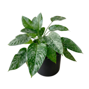 Schismatoglottis Mottleyana Plant – Rare Tropical Indoor Foliage Plant for Home & Office