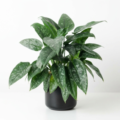 Schismatoglottis Mottleyana Plant – Rare Tropical Indoor Foliage Plant for Home & Office - Image 3