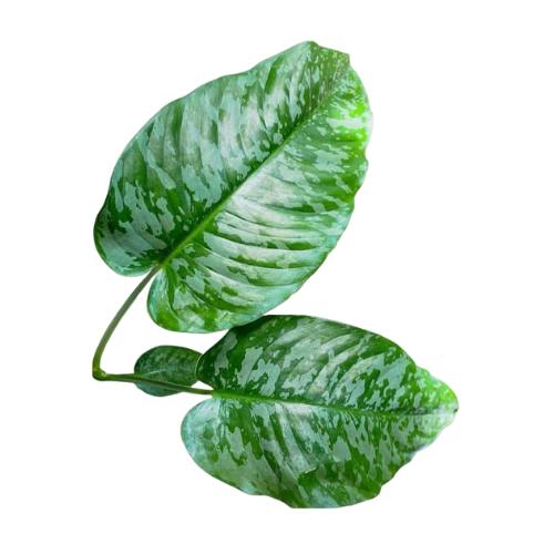 Schismatoglottis Mottleyana Plant – Rare Tropical Indoor Foliage Plant for Home & Office - Image 2