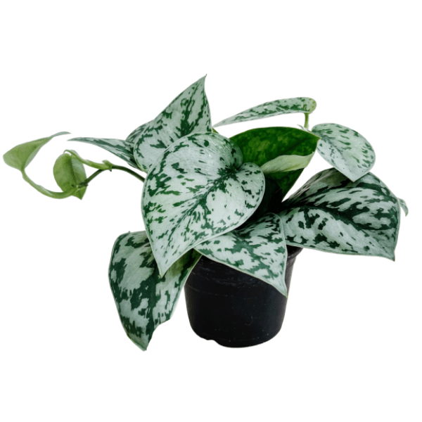 Scindapsus Silver Pothos Plant - Image 3