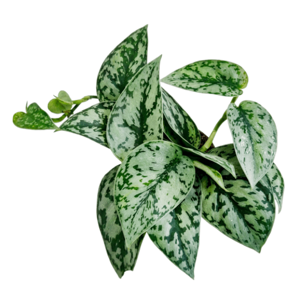 Scindapsus Silver Pothos Plant - Image 2