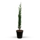 Pencil Pine Plant | Evergreen Outdoor Plant