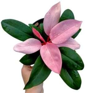 Philodendron Pink Congo