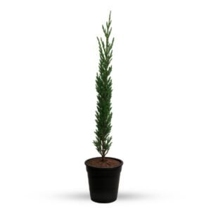Pencil Pine Plant | Evergreen Outdoor Plant