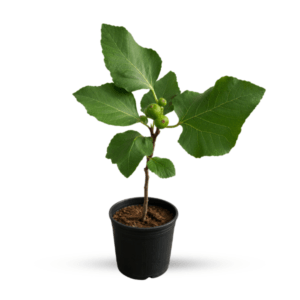 Fig Fruit (Anjeer Tree) Plant