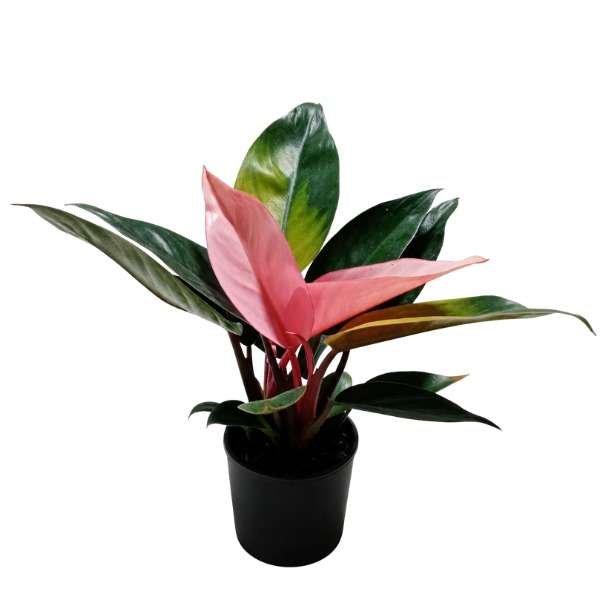 Philodendron Pink Congo