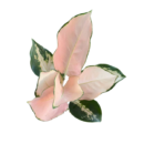 Aglaonema Peach Cochin