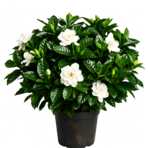 Ananta - Cape Jasmine or Gandhraj  | Fragrant White Flower Plant