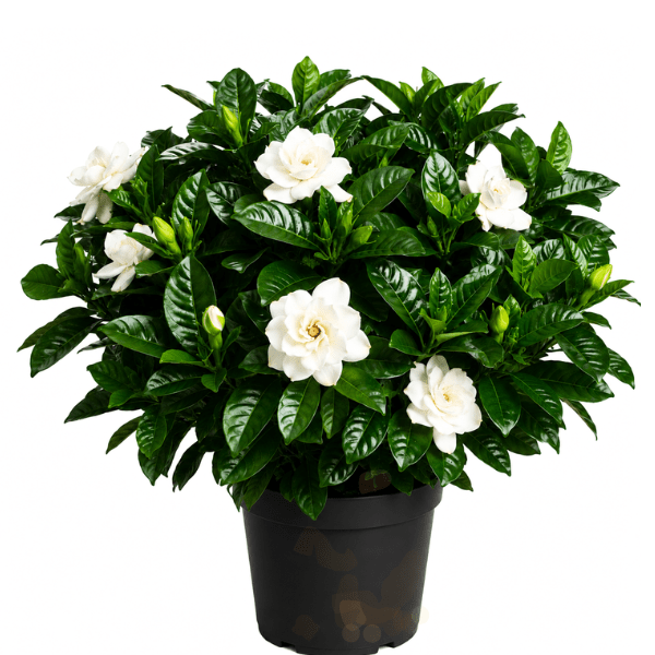 Ananta - Cape Jasmine or Gandhraj  | Fragrant White Flower Plant