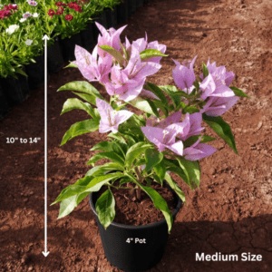 Bougainvillea "Lavender" Plant – Premium Flowering Climber for Garden, Balcony & Terrace