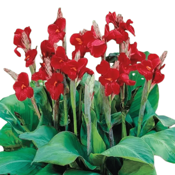 Canna Red Flower with Green Leaves Plant - Image 3