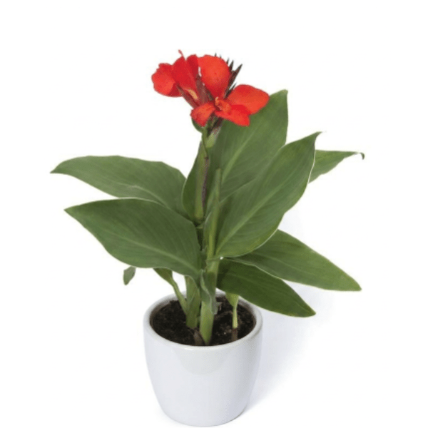 Canna Red Flower with Green Leaves Plant - Image 2