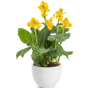 canna tropical yellow