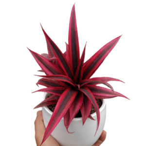 Cryptanthus Bivittatus Ruby Plant