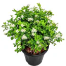 Dwarf Kamini Plant (Murraya Paniculata)