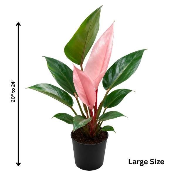Philodendron Pink Congo - Image 2