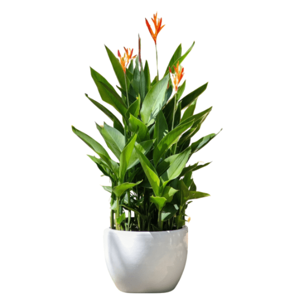 Heliconia Dwarf Red Lips Plant – Exotic Tropical Flowering Plant