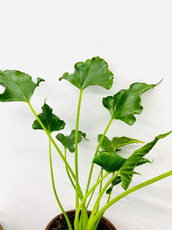 Alocasia Triangularis – Rare Tropical Indoor Plant - Image 2
