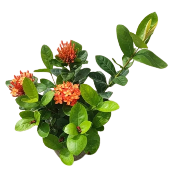 Ixora Dwarf Orange | Flowering Plant - Image 2